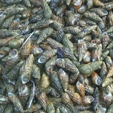 [山坑螺批發(fā)]海南?？谛阌^(qū)山坑螺 20.50元/斤山坑螺 _ 一畝田