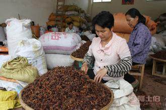 【自主2016跑江湖地?cái)偘私钦{(diào)味八角廣西大紅八角廠家貨源大紅八角】金牛區(qū)新科創(chuàng)達(dá)商貿(mào)部 - 產(chǎn)品庫