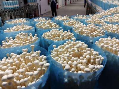 廣西貴港:數(shù)字科技賦能特色產業(yè)拓寬農民致富路