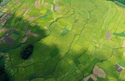 廣西融安 夏日田園的詩(shī)意畫(huà)卷